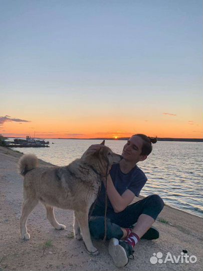 Передержка в квартире собак и кошек, грызунов