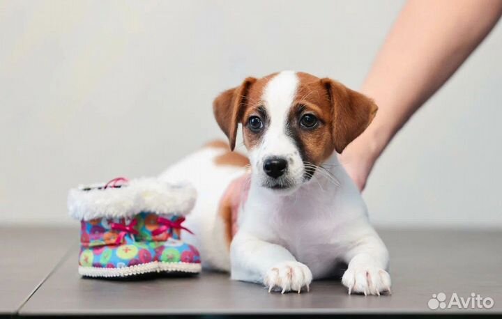 Щенки джек рассел терьер гладкошерстный