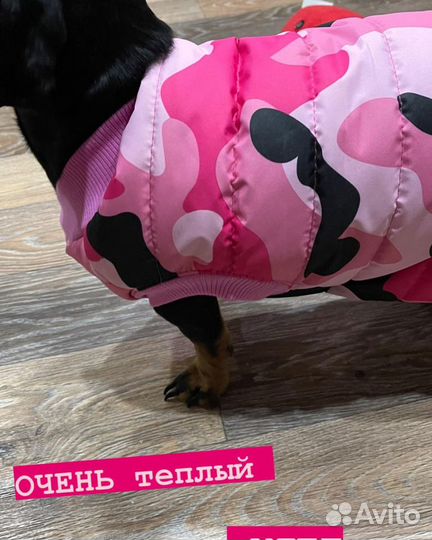 Одежда для собак