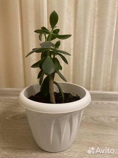 Денежное дерево толстянка