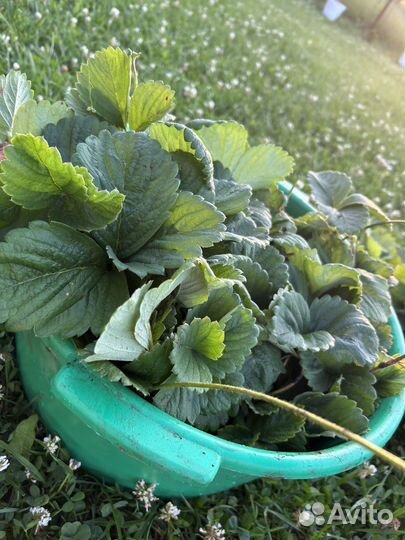 Рассада клубники