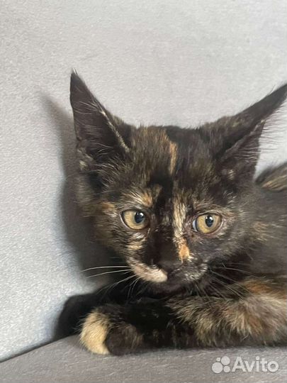 В добрые руки