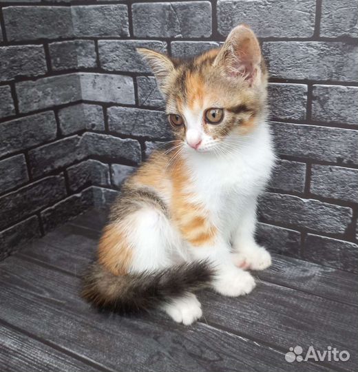 Отдам в добрые руки