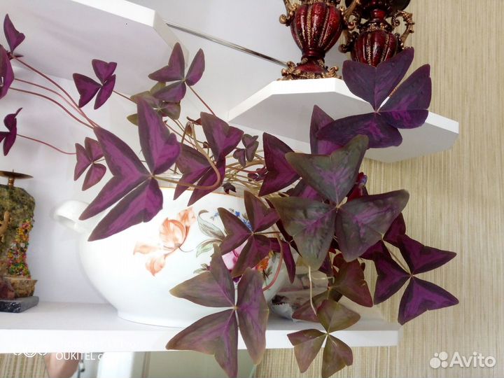 Домашние растения