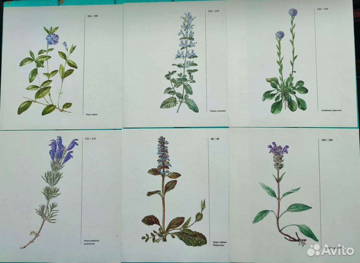 Ботанические иллюстрации цветы