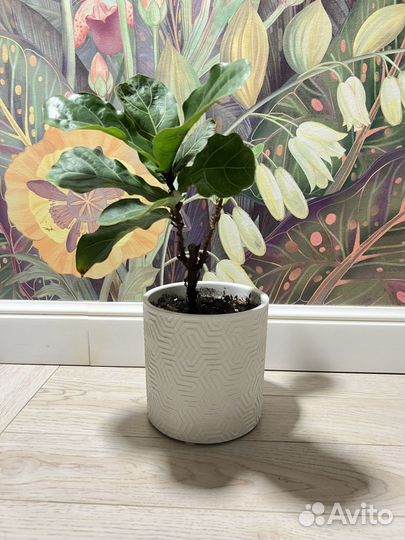 Фикус лирата бамбино