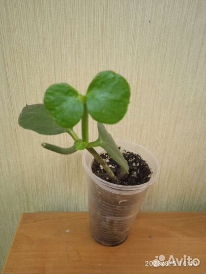 Церопегия Сандерсона