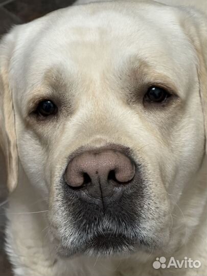 Кобель лабрадора вязка
