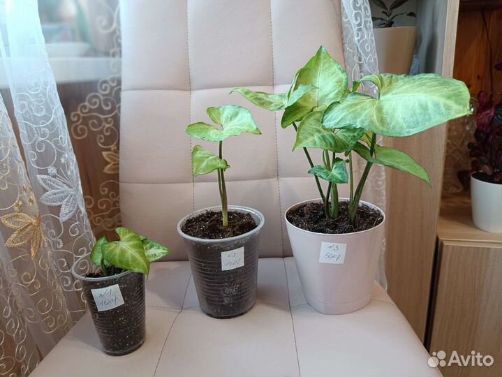 Сингониум Вайт Баттерфляй (White Butterfly)