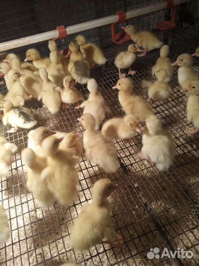 Подрощенные утята Фаворит и Башкирские