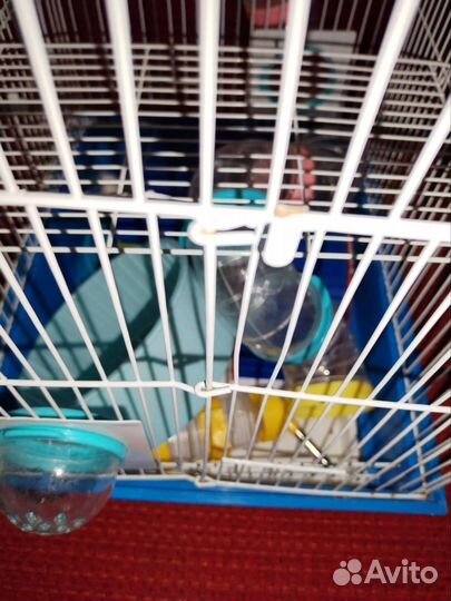 Клетка для хомяка большая