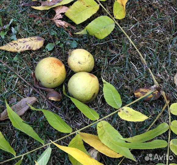 Орех черный, зимостойкий, съедобный, на посадку
