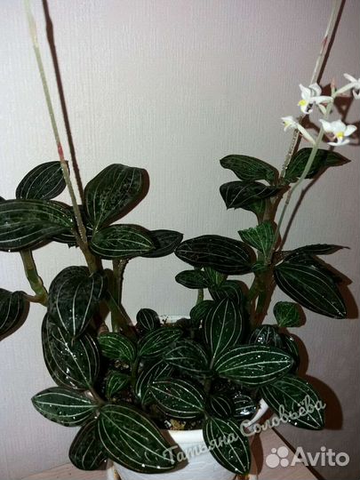 Орхидея Лудизия