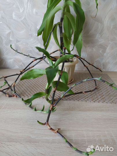 Золотой ус взрослый