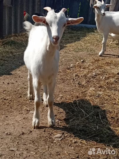 Козы и козлята продажа