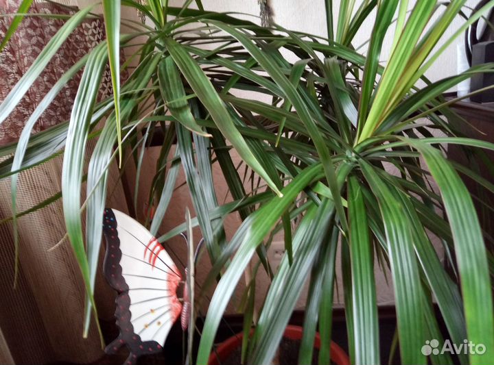 Пальма драцена Маргината