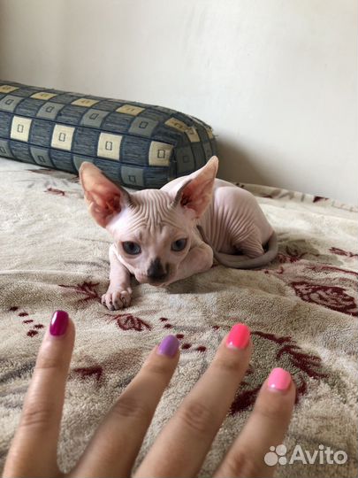 Канадский сфинкс