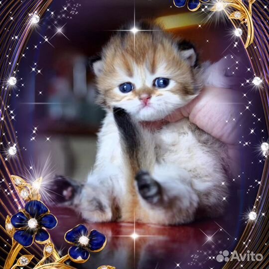 Британские котята