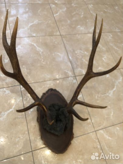 Рога изюбря