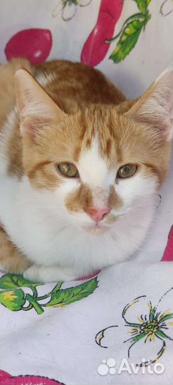 Рыжий котенок мальчик