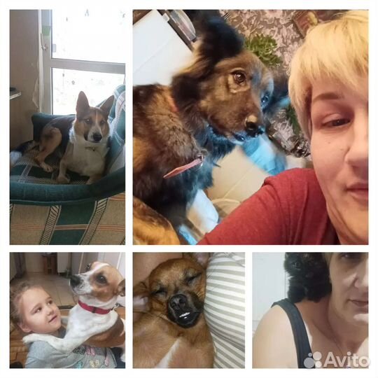 Передержка собак в домашних условиях