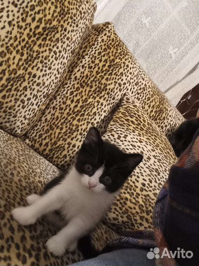 2 котёнка (М и Ж)