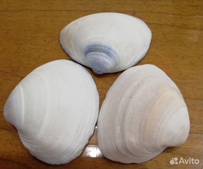 Морские раковины