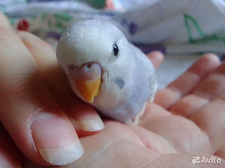 Птенцы волнистый попугай