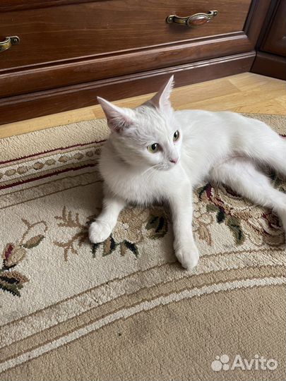 Отдам кошку в добрые руки