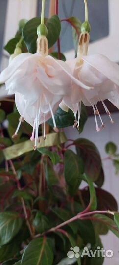 Балерина,вайт кинг,безимянка,принц оф пис