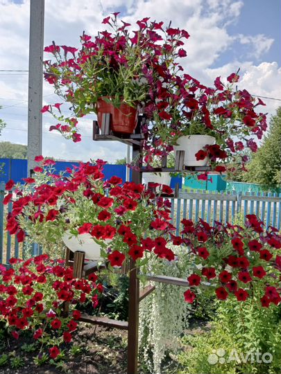 Продам петуниевое дерево