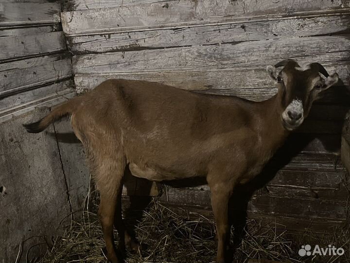 Коза Ламанча