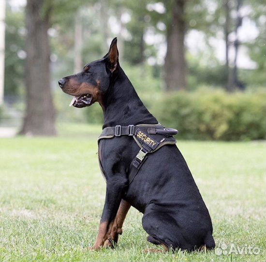 Вязка кобель добермана