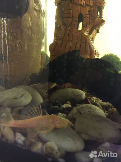 Сом анцитрус