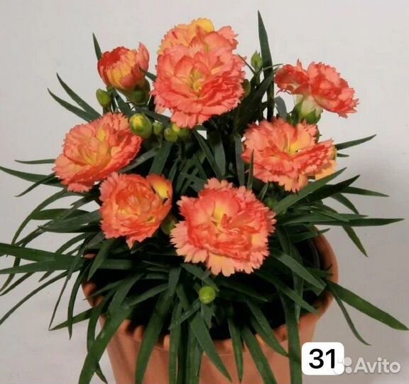 Гвоздика вегетативная, многолетняя