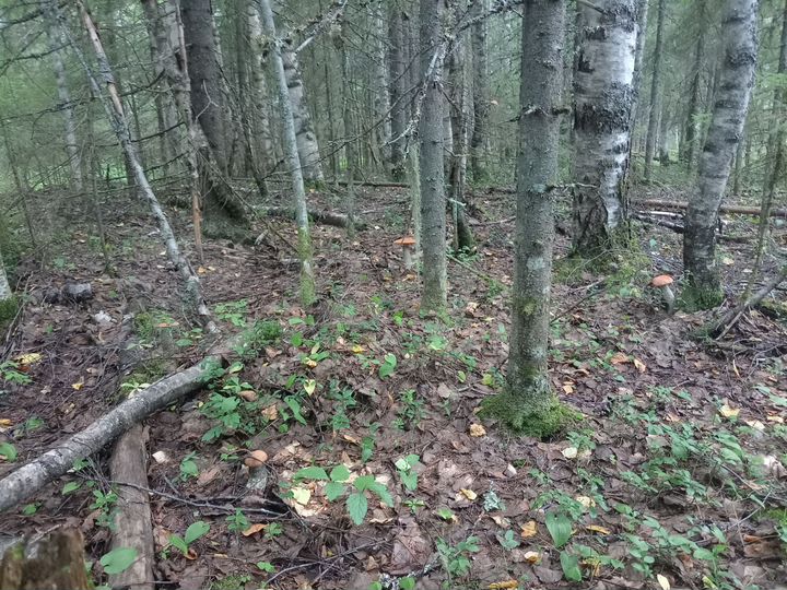 Участок 11 сот. (СНТ, ДНП)