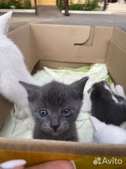 Котята в добрые руки