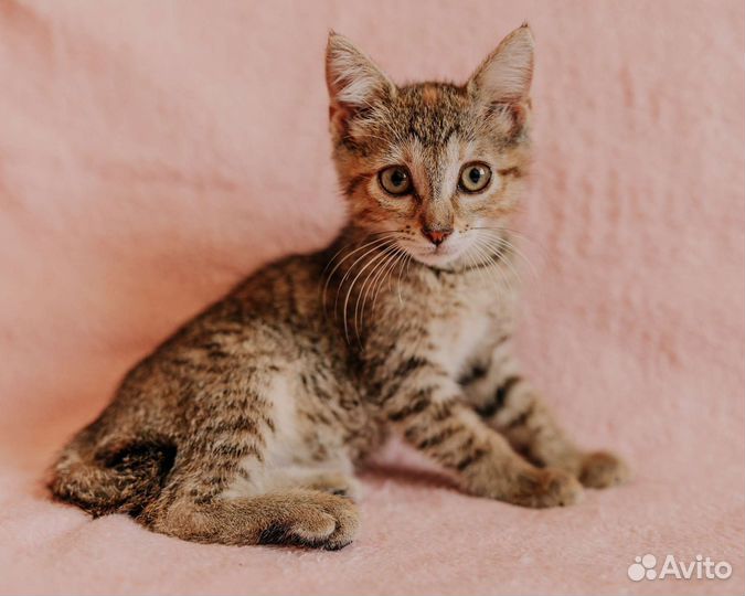 Рыся котенок кошка в дар