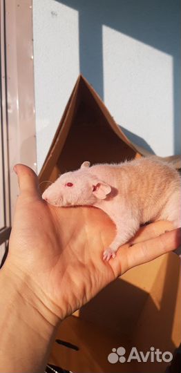 Крыса Фазз Дабл Рекс с клеткой