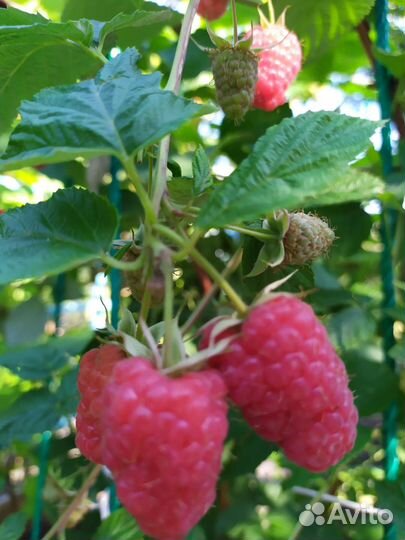 Саженцы малины