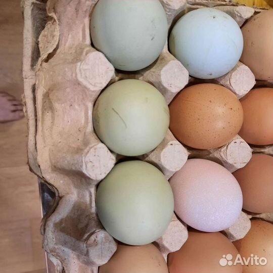 Домашние яйца, лапша, молоко козье, сметана, мясо