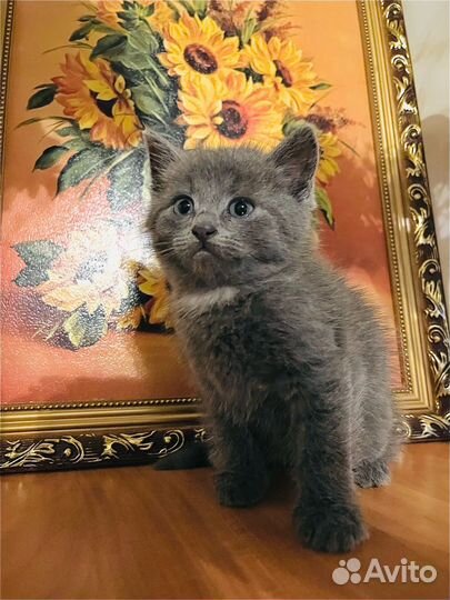 Шотландские котята