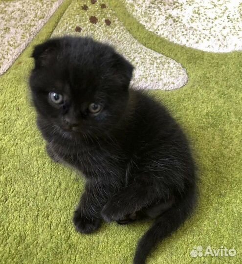 Британский котенок вислоухий
