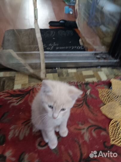 Кошка в дар