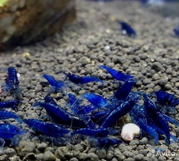 Креветки блю дрим (синие)