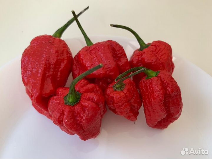 Перец острый Hot pepper Carolina riper