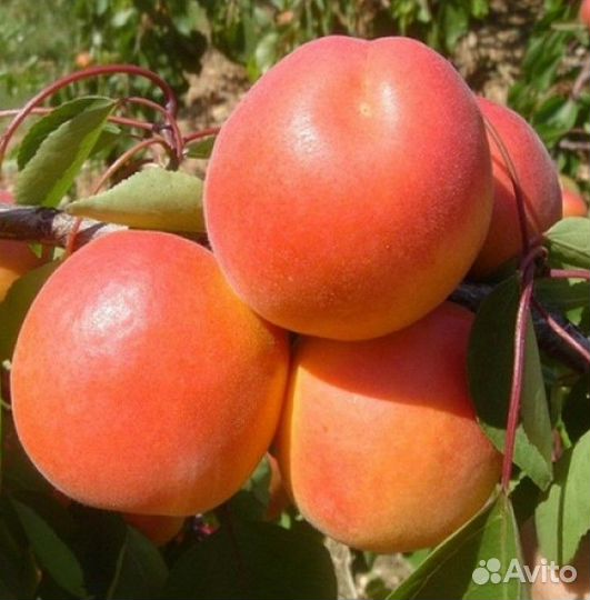Абрикос NGA-19 Двухлетние саженцы