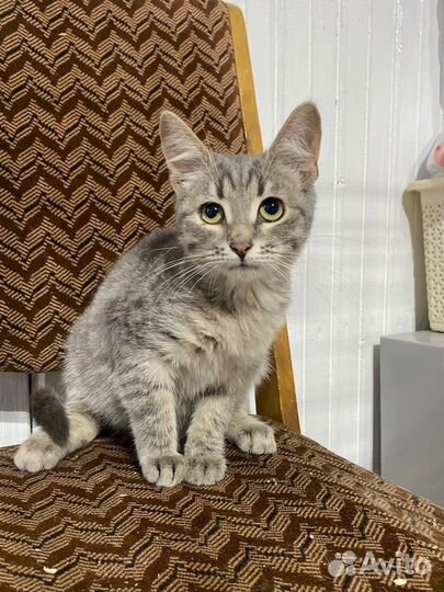 Котенок