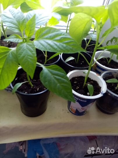 Рассада перца