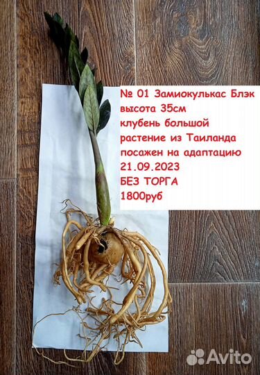 Самовывоз Замиокулькас Вар и Блэк